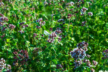 Blooming thyme in the garden - summer beautiful background