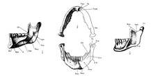 Vintage Vector Engraved Anatomy Of Human Jaw 