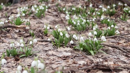 Wall Mural - many white blooming snowdrop folded or galanthus plicatus in the forest background. wind, light bree