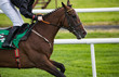 © Gabriel Cassan - Close up on race horse galloping on the race track