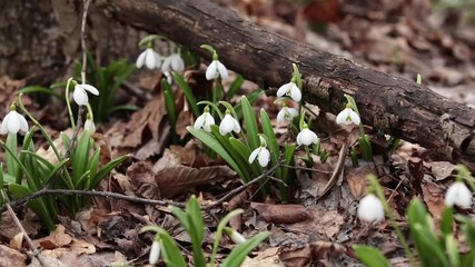 Wall Mural - white blooming snowdrop folded or galanthus plicatus in the forest background. wind, light breeze, с
