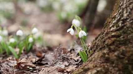 Wall Mural - two white blooming snowdrop folded or galanthus plicatus near tree covered with moss in the forest b
