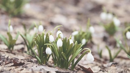 Wall Mural - group white blooming snowdrop folded or galanthus plicatus in the forest background. wind, light bre