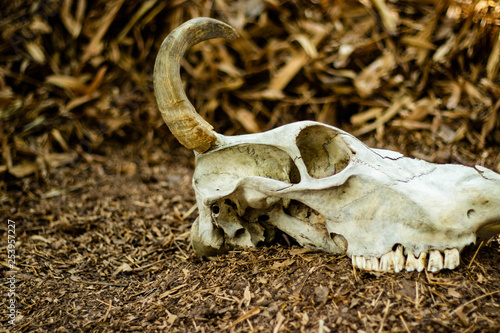 Cow Horn Or Cow Skull As Jewelry People Often Popular Home