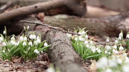 Wall Mural - white blooming snowdrop folded or galanthus plicatus near tree covered with moss in the forest backg