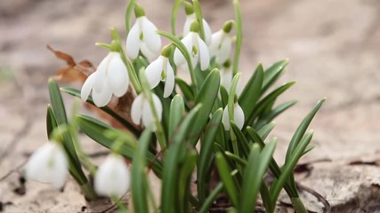 Wall Mural - group white blooming snowdrop folded or galanthus plicatus in the forest background. wind, light bre