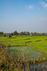 Canvas Print - Rice field in Chiang Rai province