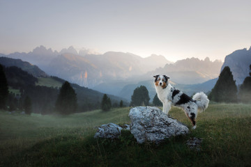 Wall Mural - A dog in the mountains is standing on a rock and looking at nature. Travel with a pet. Happy Australian Shepherd. Healthy lifestyle, adventure