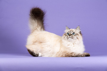 Wall Mural - Amazing Siberian cat on purple