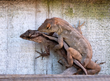 Male Brown Anole Lizard Is Mating With A Female Lizard On A Wooden Fence.