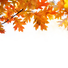Canvas Print - Autumn nature template with oak leaves. Colorful foliage in the autumn park, white background, copy space.