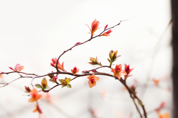Wall Mural - Beautiful spring bush with blossoming red pink leaves. macro picture plant, sunny day in the park. Shallow depth of field, selective focus