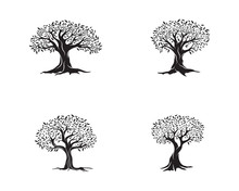 Olive Tree Vector Illustration