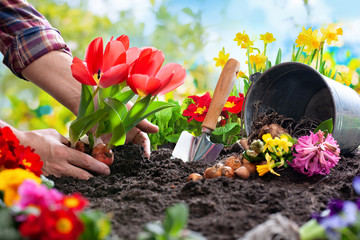 planting spring flowers in the garden