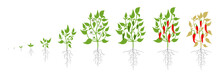 Growth Stages Of Red Chili Pepper Plant. Vector Illustration. Capsicum Annuum. Cayenne Pepper Life Cycle. On White Background.