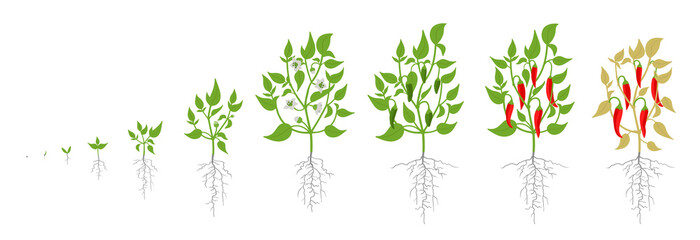 Poster - Growth stages of red chili pepper plant. Vector illustration. Capsicum annuum. Cayenne pepper life cycle. On white background.