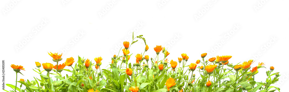 Orange Calendula officinalis growing isolated on white background. Blooming herbal plant marigold garden flowers. - obrazy, fototapety, plakaty 