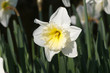 Yellow narcissus in a garden during spring