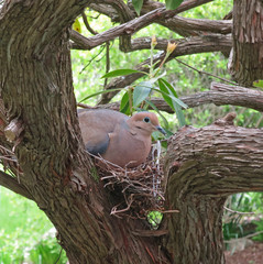 Mourning Dove (Zenaida macroura) on nest in mountain laurel tree