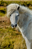 Fototapeta Pokój dzieciecy - portrait of a horse