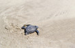 A small sea turtle crawling along the sandy beach towards the ocean to survive.
