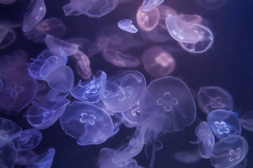 Moon jellyfish underwater close up. Aurelia aurita.