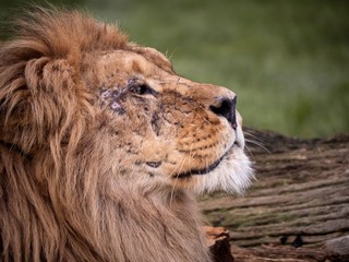 Close up image of a majestic, battle-scarred male lion’s face