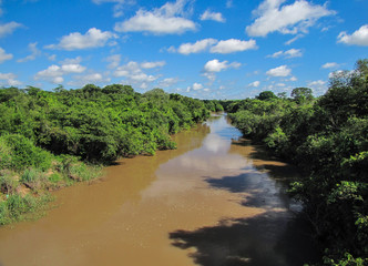 Wall Mural - River and trees in Brazil