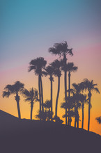 Tropical Palm Trees At Sunset