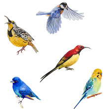 Watercolor Bluebird,tit Bird, Parrot And Yellow Birds. Seamless Pattern. Hand Painted Illustration Isolated On White Background
