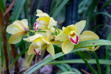 Yellow orchid flower 