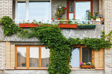 The Facade Of A High-rise Building. Balcony Planted With Flowers. Green Wall Of Climbing Plants.