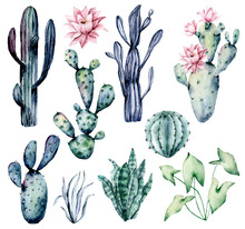 Watercolor Blooming Pink Cactus And Green, Blue Cacti Set, Hand Drawn Flowers Illustration. Perfect For Design Stickers, Icons,  Greeting Card, Blog, Banner. Isolated On White.  Cacti Collection.