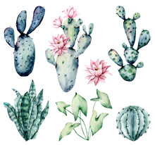 Watercolor Blooming Pink Cactus And Green, Blue Cacti Set, Hand Drawn Flowers Illustration. Perfect For Design Stickers, Icons,  Greeting Card, Blog, Banner. Isolated On White.  Cacti Collection.