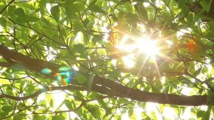 Wall Mural - Leaves of tree with sunlight in the morning  Chiangmai Thailand