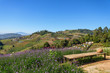 © Peeradontax - Outdoor sunshine scenery of forest, farm, camping, village and flower field at Mon Chame,  famous mountaintop in Chiang Mai, Thailand. Wooden bench on the peak surround by flower and scenic mountain.
