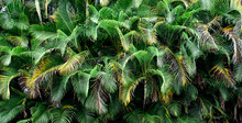 Thick Lush Wall Of Tropical Palm Frond Leaves In Colombia, South America