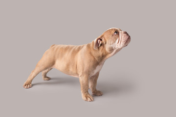 Wall Mural - Bulldog Puppy on Isolated Background