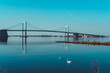 Throgs Neck Bridge with two swans swimming in foreground