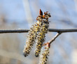The female Aspen catkins in spring closeup