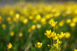 Fototapeta Kwiaty - Small yellow forest flowers. The keys to heaven. Spring bloom.
