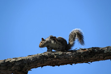 Scratching squirrel