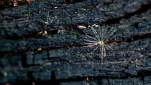 Closeup Of Grass Dandelion Seed On Burned Trunk In The Forest