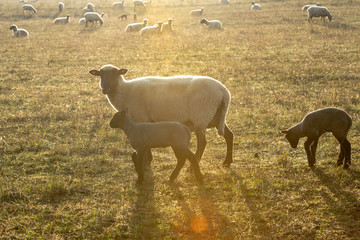 sheep with black and white wool with little lambs in backlight