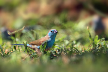 Wall Mural - The blue waxbill (Uraeginthus angolensis), called blue-breasted cordon-bleu sitting in green grass.A small blue passerine sitting on the ground in a lot of green grass.