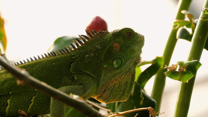 Close up video of green iguana