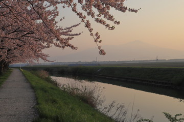 Wall Mural - 幸福川の桜並木　Cherry blossoms lined with Kofuku river / Sakata, Yamagata, Japan