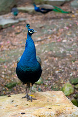 Wall Mural - peacock with feathers