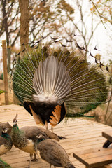 Wall Mural - peacock in a park