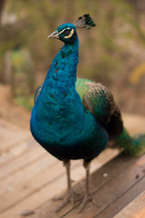 Wall Mural - peacock with feathers